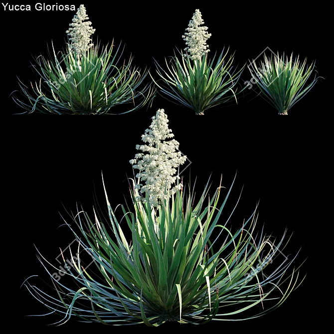 Glorious Yucca: 3 Variations 3D model image 1