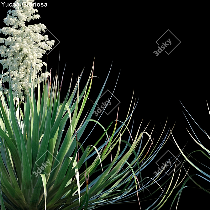 Glorious Yucca: 3 Variations 3D model image 2
