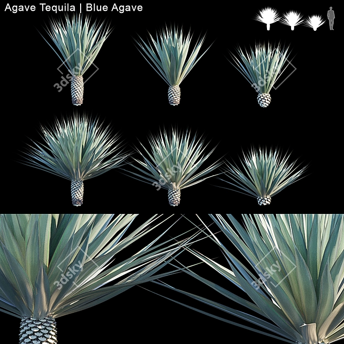 Blue Agave Tequila: 6 Variations 3D model image 1