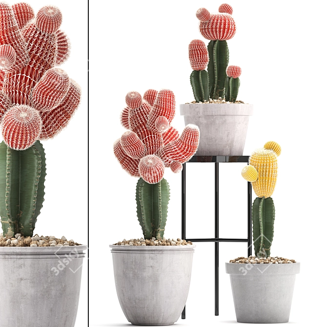 Exotic Cactus Collection 3D model image 1