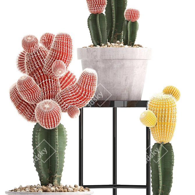 Exotic Cactus Collection 3D model image 2