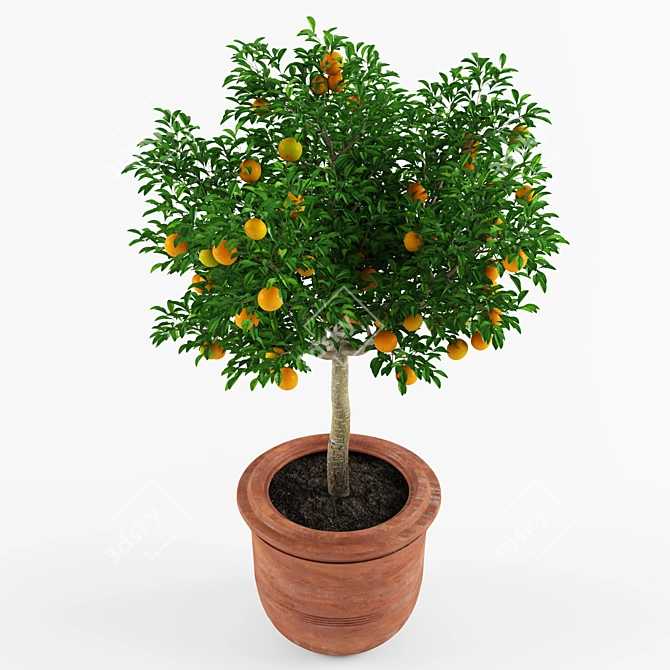 Ornamental Mandarin Orange Tree 3D model image 2