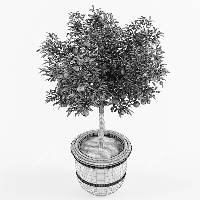 Ornamental Mandarin Orange Tree 3D model image 3