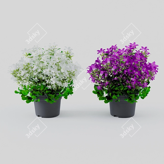 Campanula Houseplant: Elegant and Unique Décor 3D model image 1