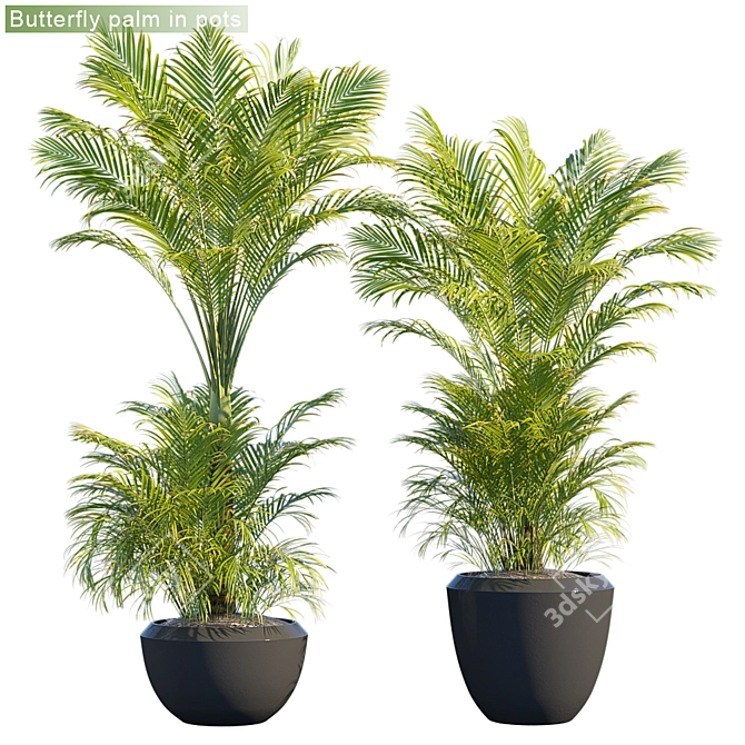 Outdoor Butterfly Palm: Stunning and Low-Maintenance 3D model image 1