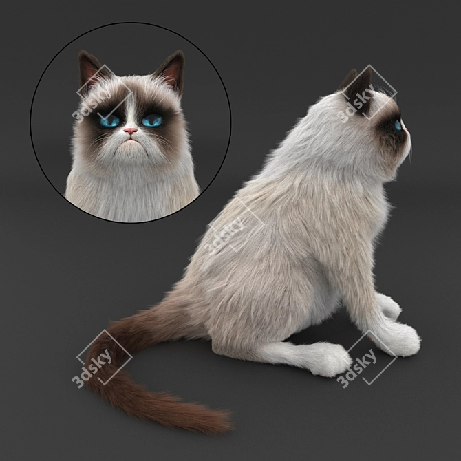 Grumpy Cat Contest: Enter Now! 3D model image 2