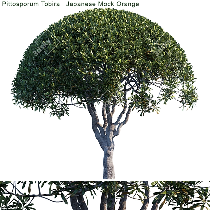 Elegant Pittosporum Tobira Tree 3D model image 1