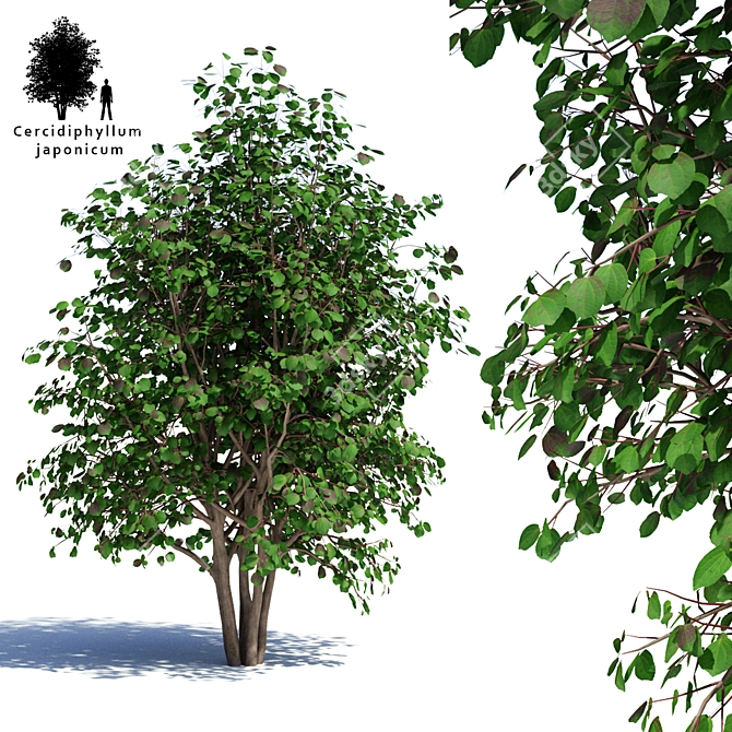 Crimson Japanese Multishtamb | Cercidiphyllum japonicum 3D model image 1