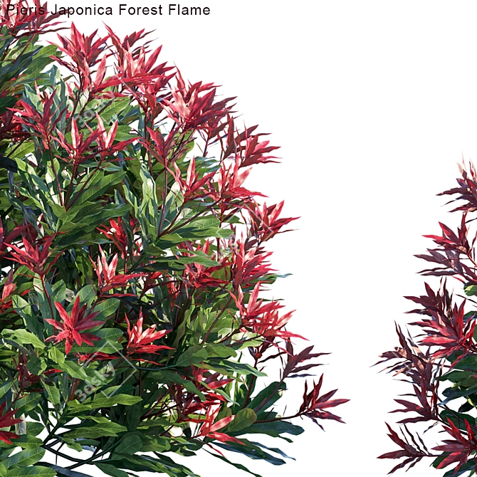 Vibrant Pieris Japonica Forest Flame 3D model image 2