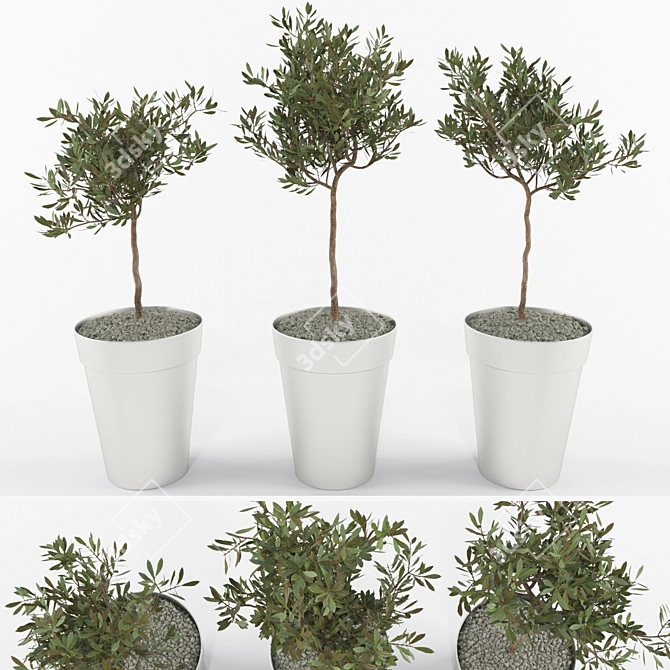 Mediterranean Beauty: 3 Olive Tree 3D model image 1