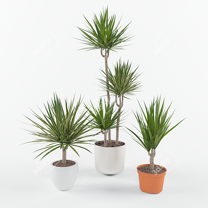 Evergreen Elegance Yucca Set 3D model image 1