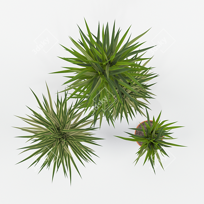 Evergreen Elegance Yucca Set 3D model image 2