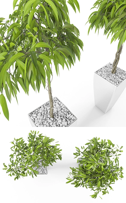 3D Ficus Alii Set: Lifelike Greenery 3D model image 2