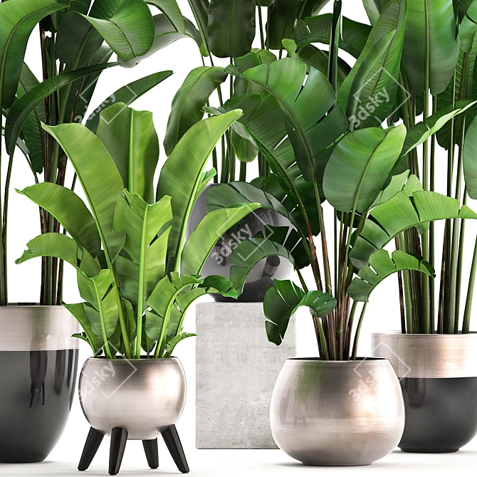 Exotic Plant Collection: Banana Palm & Ravenala 3D model image 2