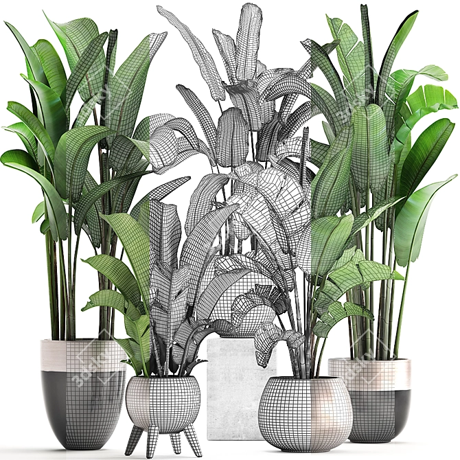 Exotic Plant Collection: Banana Palm & Ravenala 3D model image 3