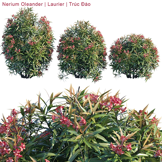 Vibrant Nerium Oleander Bush 3D model image 1