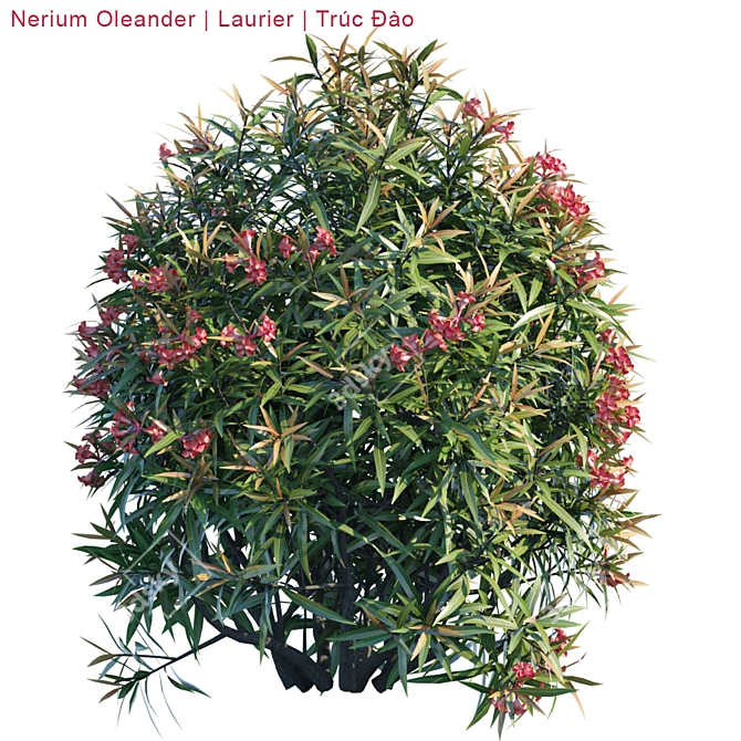 Vibrant Nerium Oleander Bush 3D model image 2