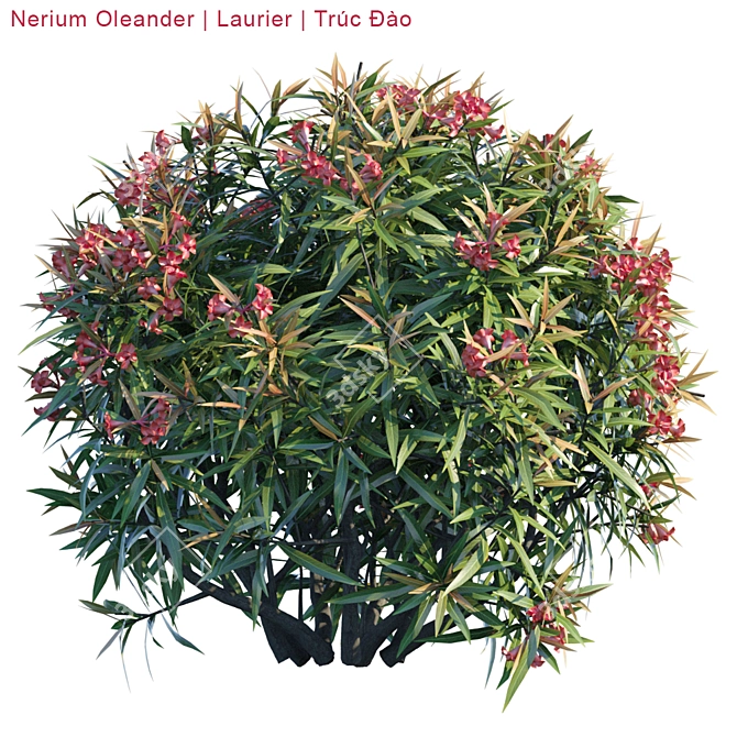 Vibrant Nerium Oleander Bush 3D model image 3