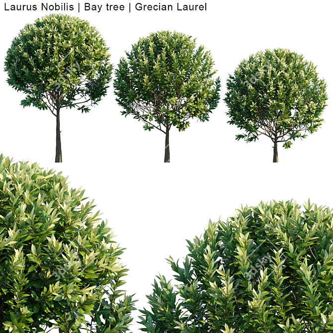 Grecian Laurel Bay Tree | 3ds Max Compatible 3D model image 1