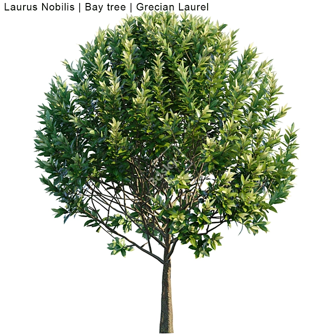 Grecian Laurel Bay Tree | 3ds Max Compatible 3D model image 2