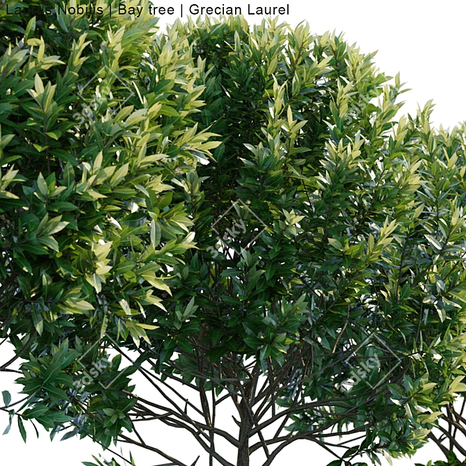 Grecian Laurel Bay Tree | 3ds Max Compatible 3D model image 3