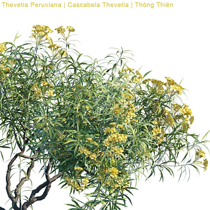 Tropical Beauty: Thevetia Peruviana 3D model image 3