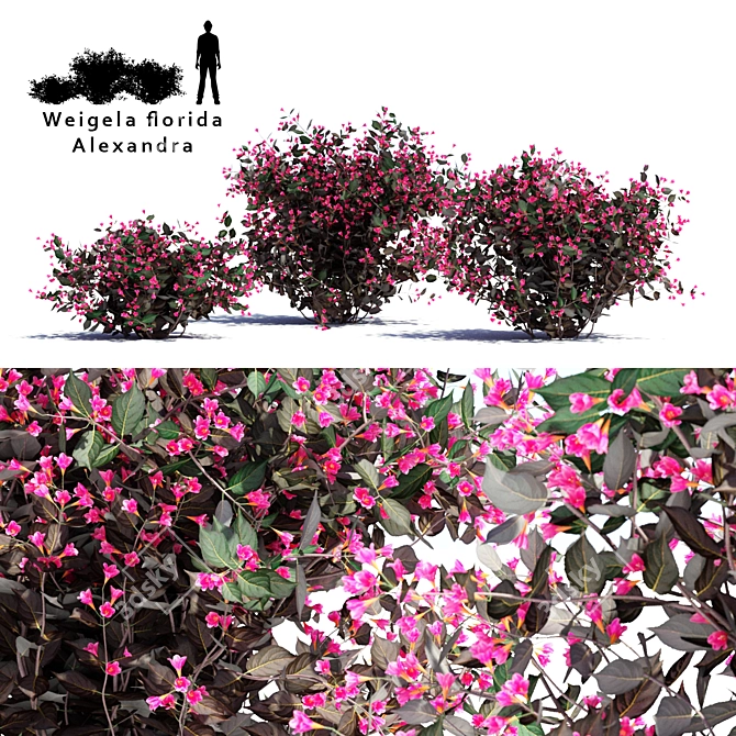 Blooming Weigela Bush Trio 3D model image 1