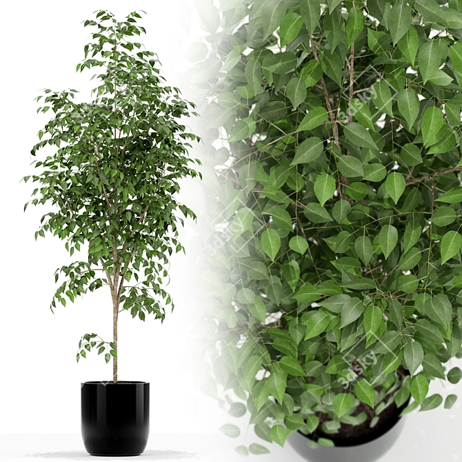 151 Plant Collection: Versatile and Vibrant! 3D model image 1