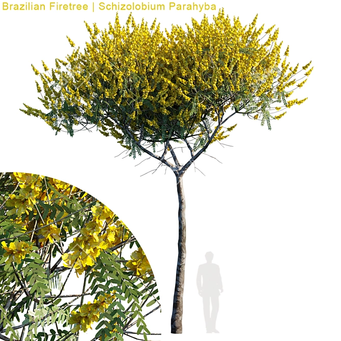 Exquisite Brazilian Firetree | Schizolobium Parahyba 3D model image 1