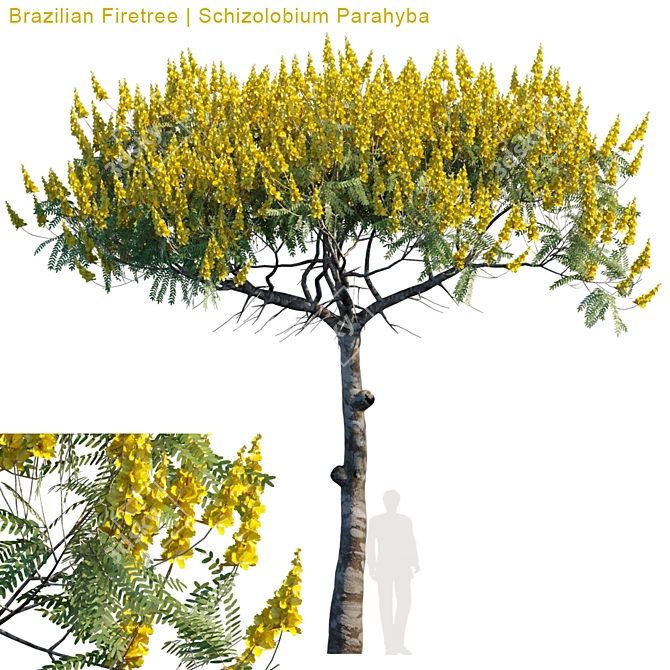 Exquisite Brazilian Firetree: Schizolobium Parahyba 3D model image 1