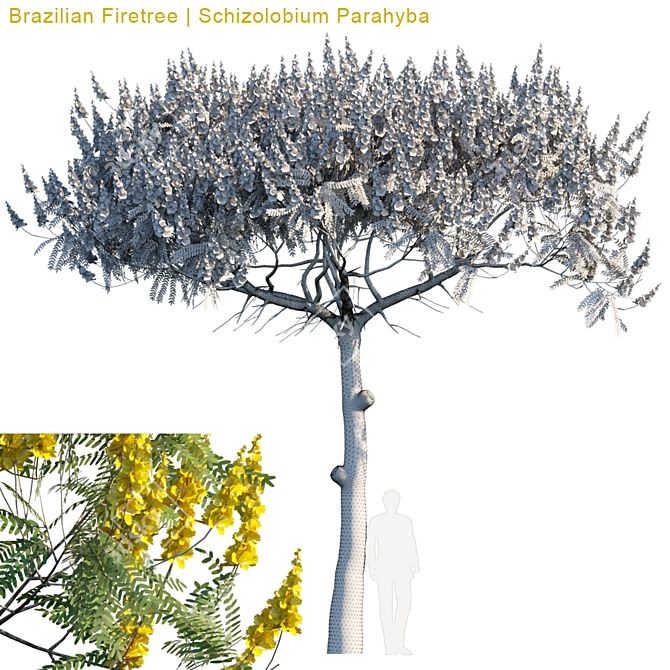 Exquisite Brazilian Firetree: Schizolobium Parahyba 3D model image 2