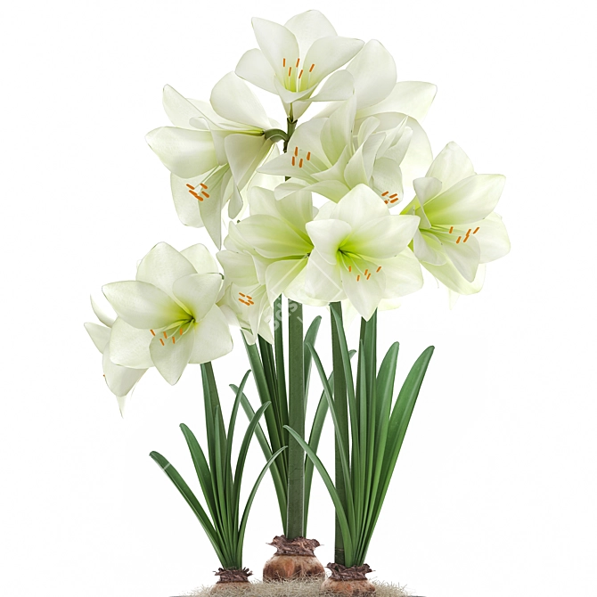 Exotic Hippeastrum Plant Collection 3D model image 2