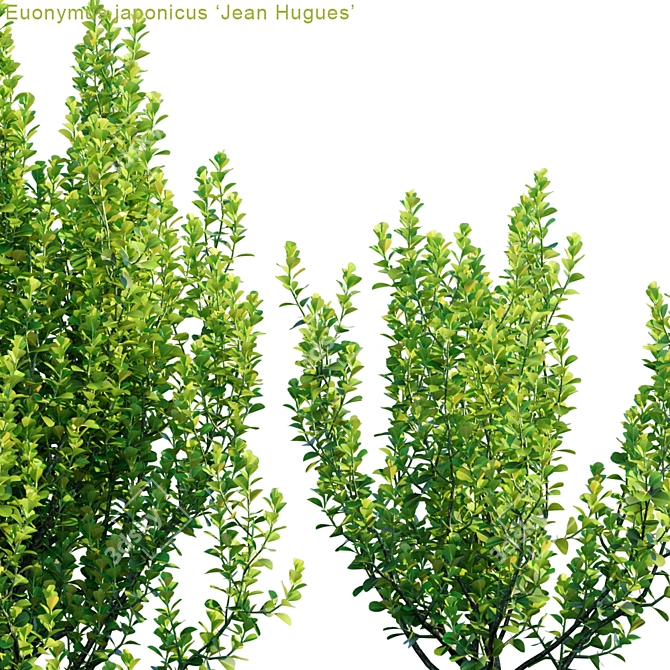 Elegant Euonymus japonicus "Jean Hugues 3D model image 2