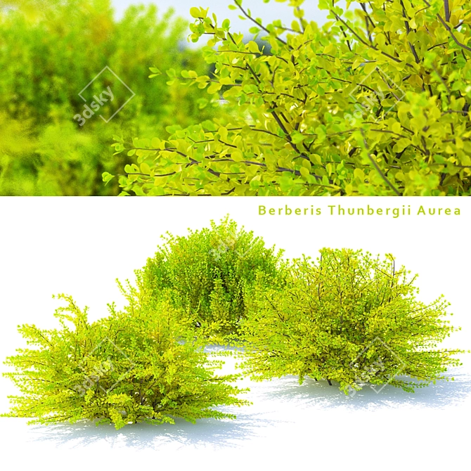 Golden Barberry Bushes | Berberis Thunbergii Aurea 3D model image 1