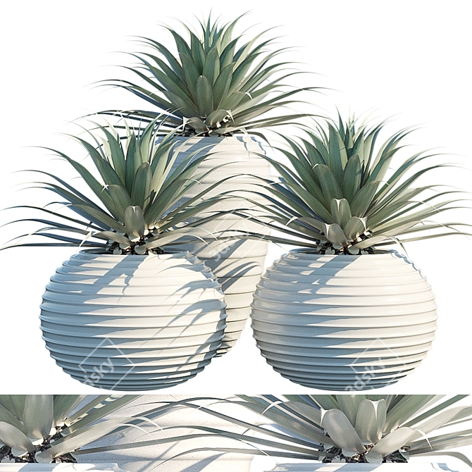 Succulent Collection: Agave 3D model image 1