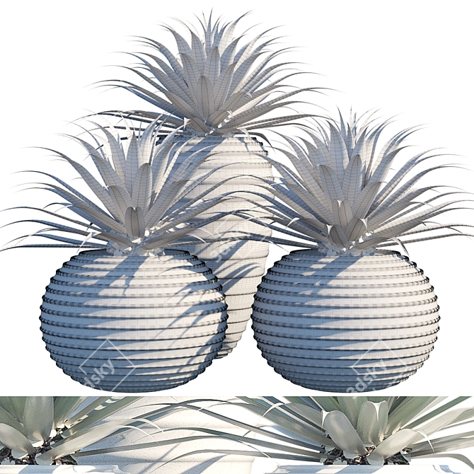 Succulent Collection: Agave 3D model image 2