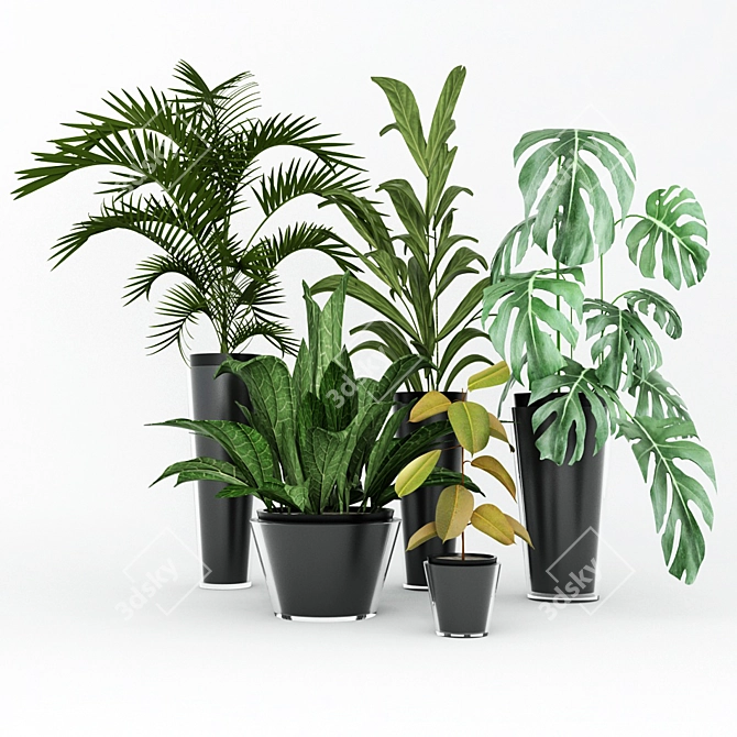 Exotic Houseplant Collection 3D model image 1