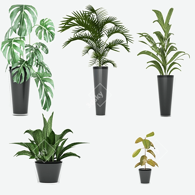 Exotic Houseplant Collection 3D model image 2