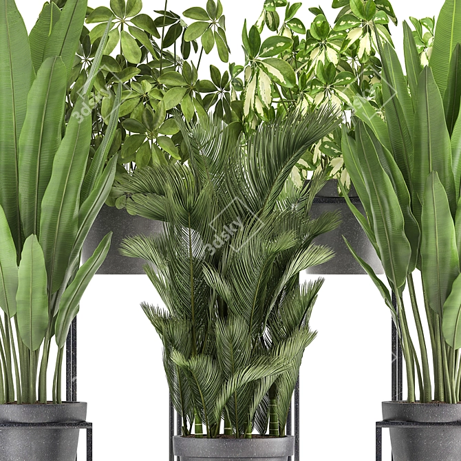 Exotic Houseplant Collection: Dypsis, Schefflera, Banana Palm 3D model image 2