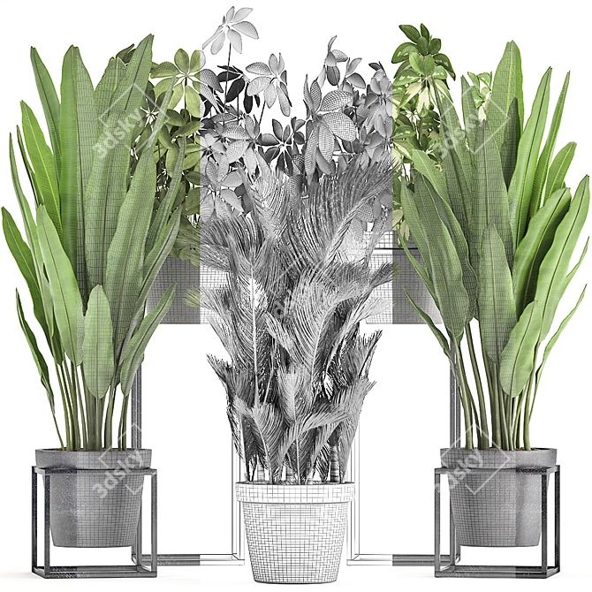 Exotic Houseplant Collection: Dypsis, Schefflera, Banana Palm 3D model image 3