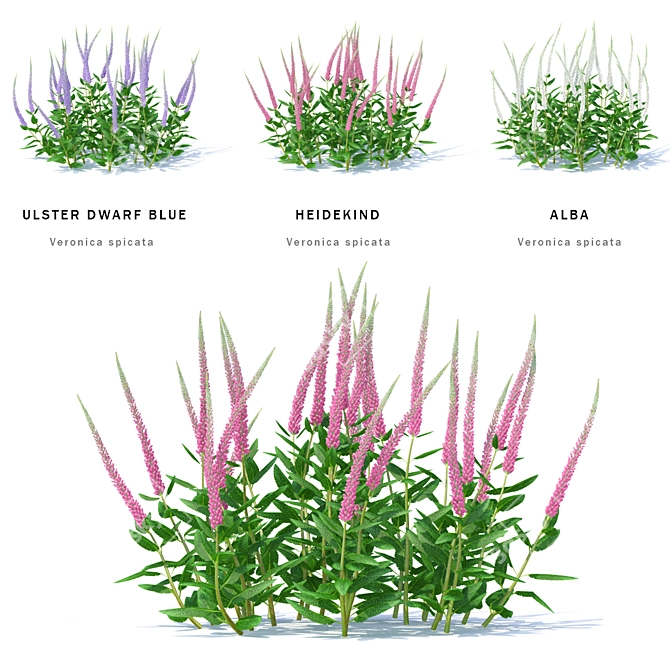 Veronica Spike Bush | Spicata Varieties 3D model image 1