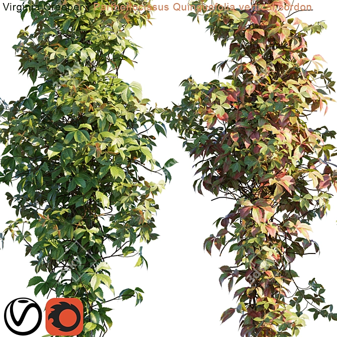 Vibrant Virginia Creeper: Vertical Beauty 3D model image 2