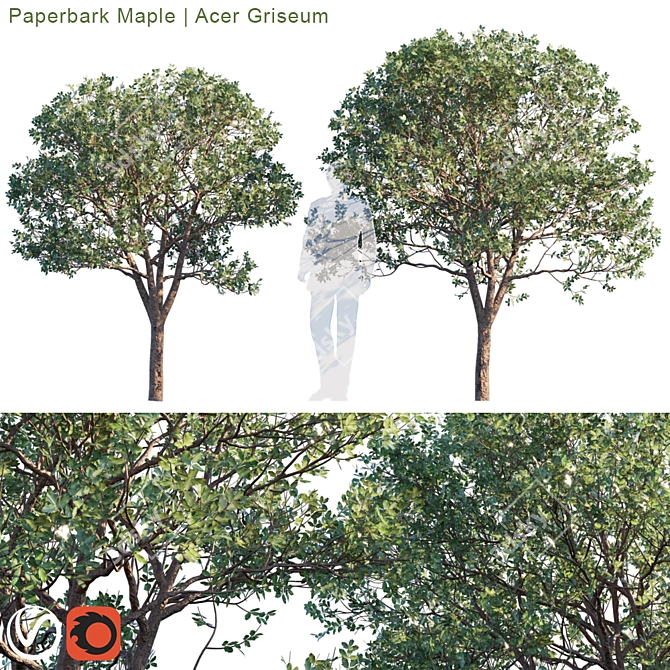 Exquisite Paperbark Maple | Acer Griseum 3D model image 1