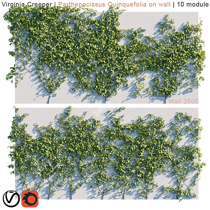 Lush Virginia Creeper | Parthenocissus Quinquefolia Greenery 3D model image 1
