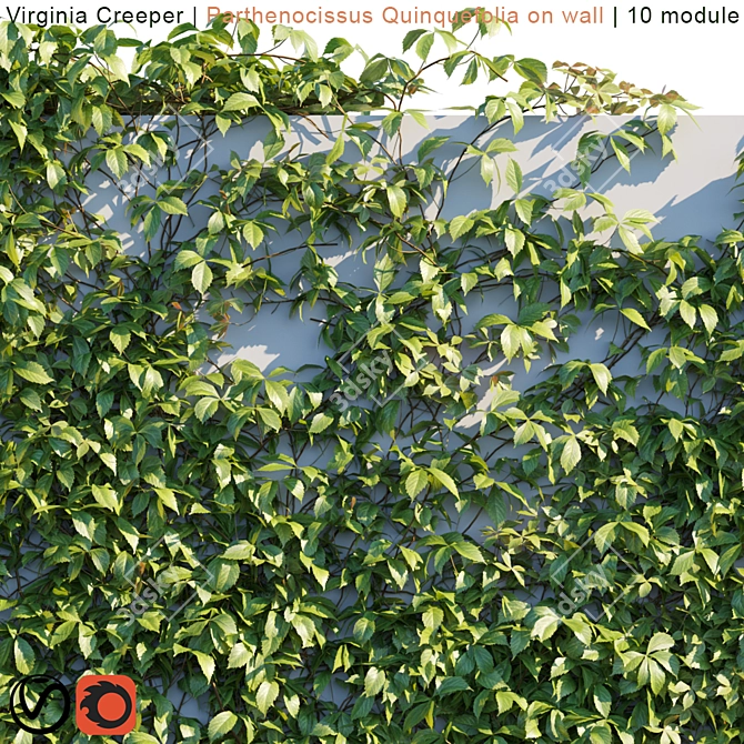 Lush Virginia Creeper | Parthenocissus Quinquefolia Greenery 3D model image 2