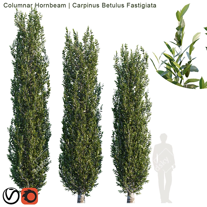 Tall Columnar Hornbeam Tree 3D model image 1