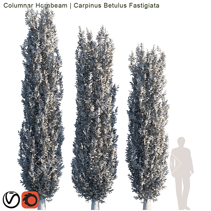 Tall Columnar Hornbeam Tree 3D model image 2
