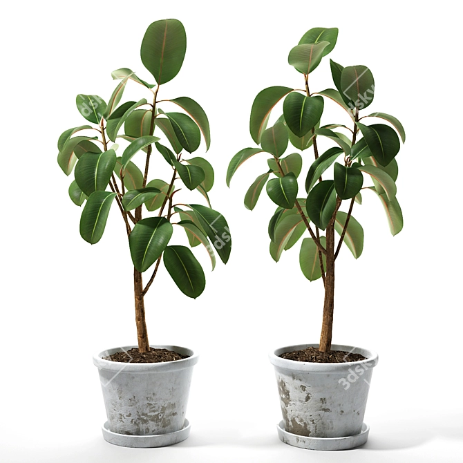 Flexible Ficus Set - Turbosmooth 3D model image 1