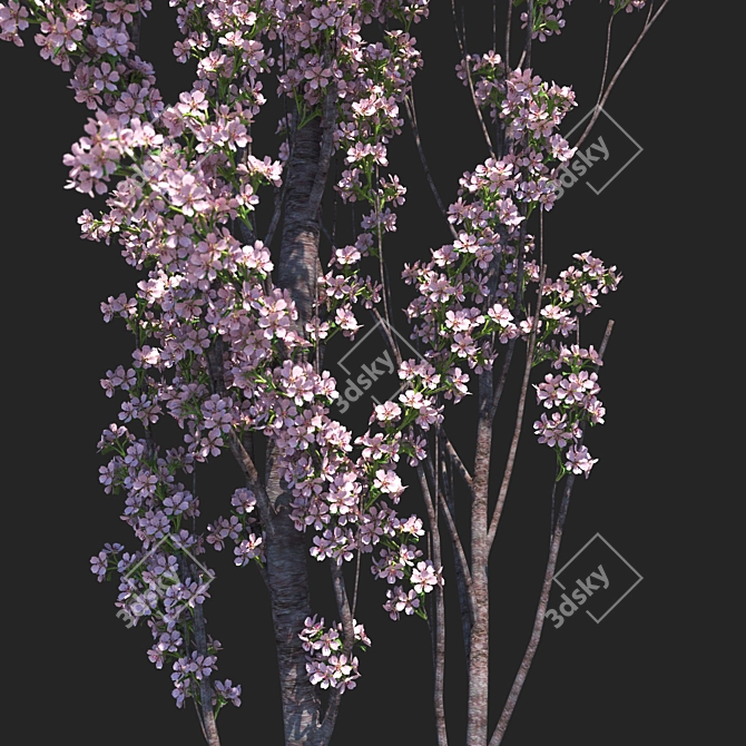 Amanogawa Ornamental Cherry Tree 3D model image 2