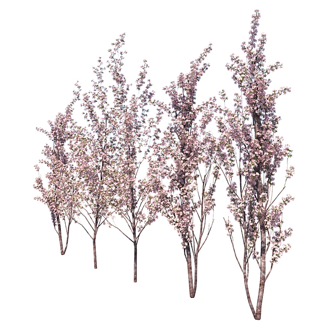 Amanogawa Ornamental Cherry Tree 3D model image 3